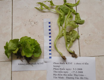 Bắt đầu thử nghiệm thuốc ''tăng vọt'' trên rau